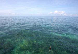 Green groups critical of Burke’s marine parks proposal